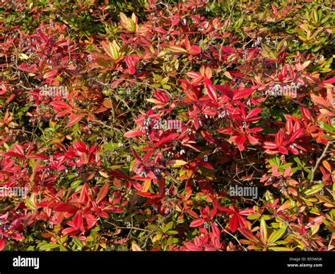 berberis julianae wintergreen burberry|berberis julianae nc extension.